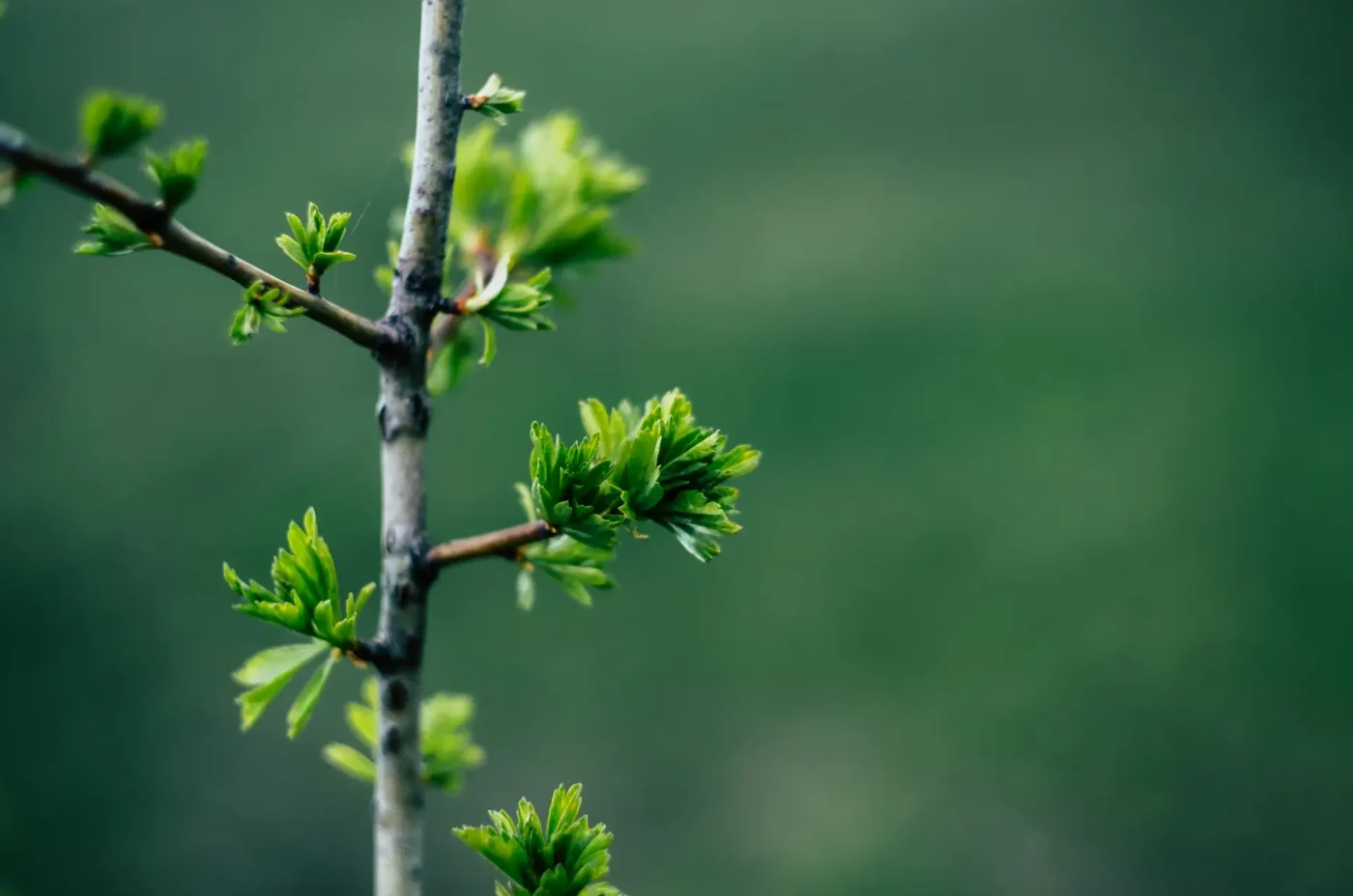 La Piccola pianta cresce, diventa albero